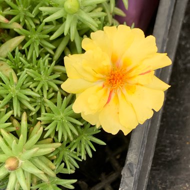 Portulaca grandiflora