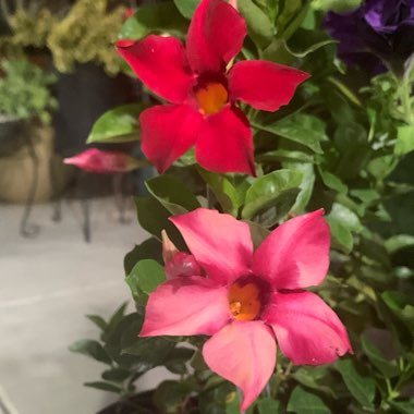 Mandevilla syn. Dipladenia