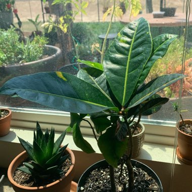 Codiaeum variegatum 'Petra'