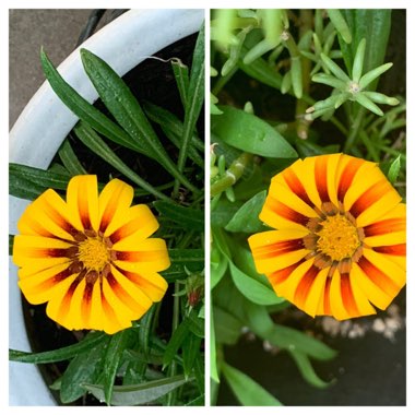 Gazania