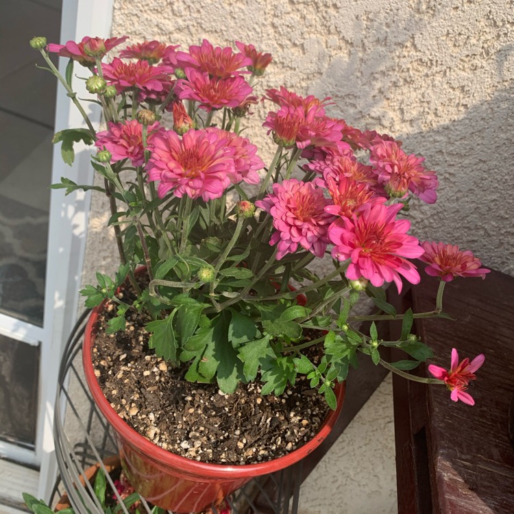 Plant image Chrysanthemum 'Branroyal Purple'