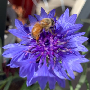 Centaurea
