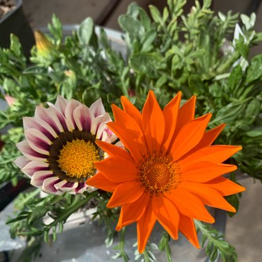 Gazania