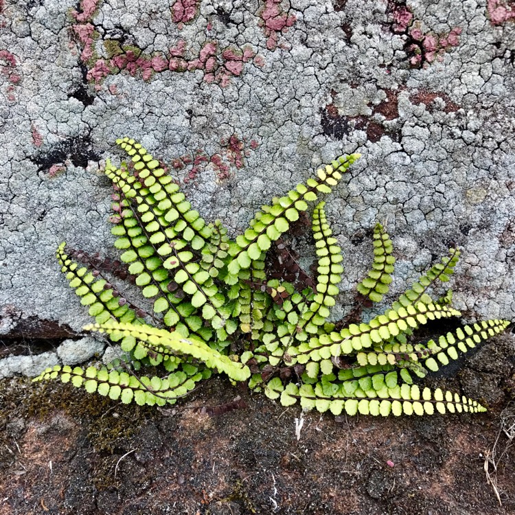 Plant image Asplenium trichomanes