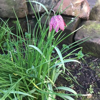 Snake's Head Fritillary