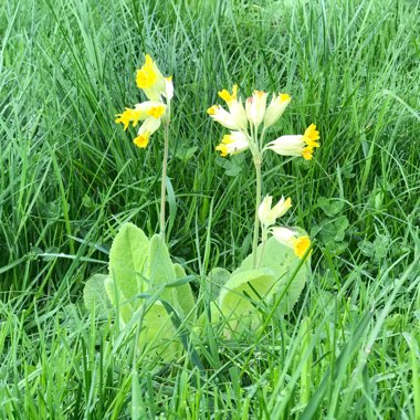 Giant cowslip