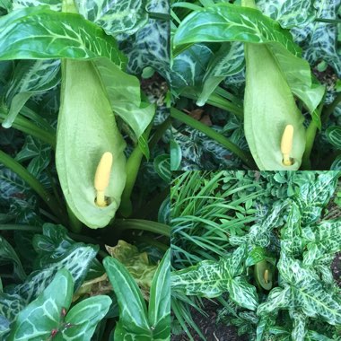 Suzi's garden