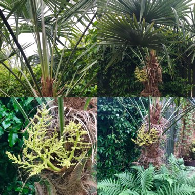 Guadeloupe Palm