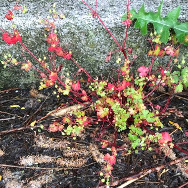 Suzi's garden