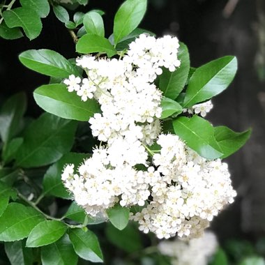 Suzi's garden
