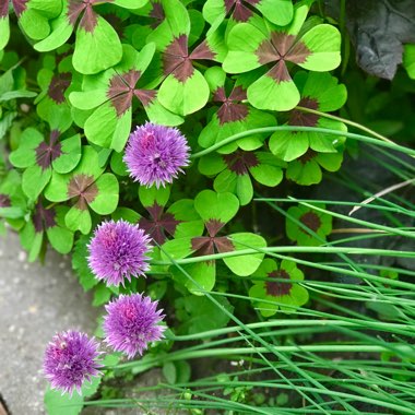 Suzi's garden