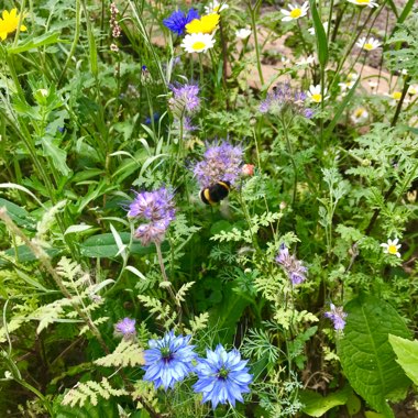 Suzi's garden