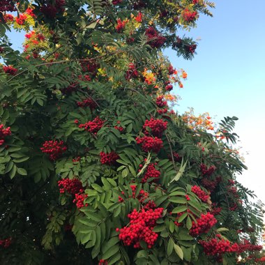 Rowan Tree