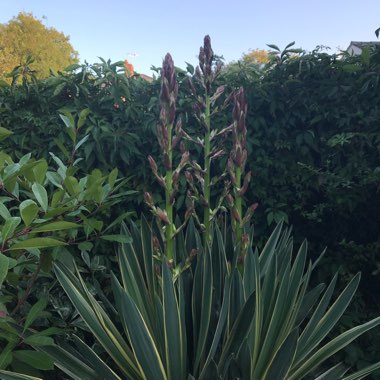 Suzi's garden