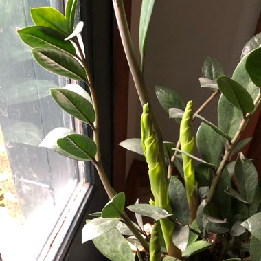 ZZ Plant