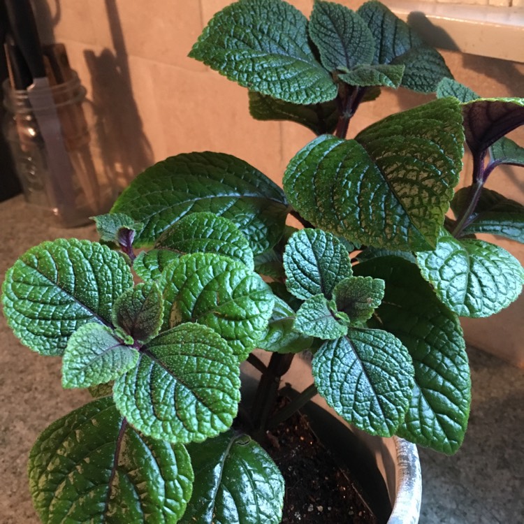 plant image 449101