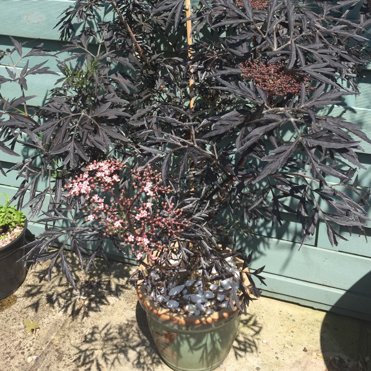 Plant image Acer Palmatum 'Black Lace'