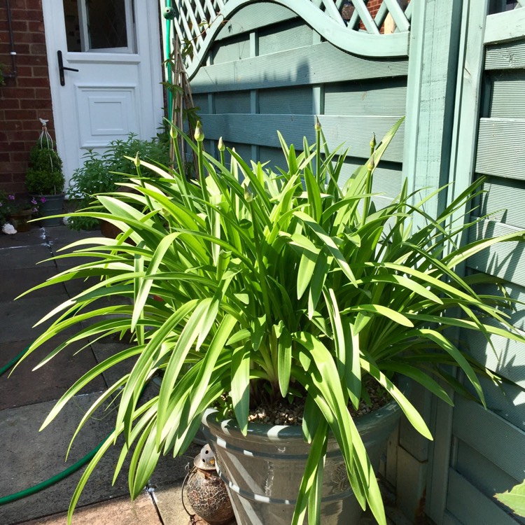 plant image 450792 plant image 450792