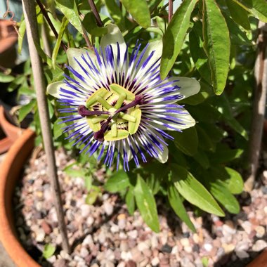 Susan's garden