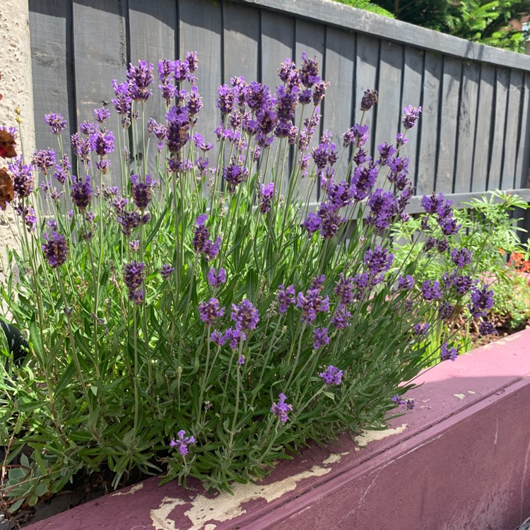 plant image 1337410 plant image 1337410