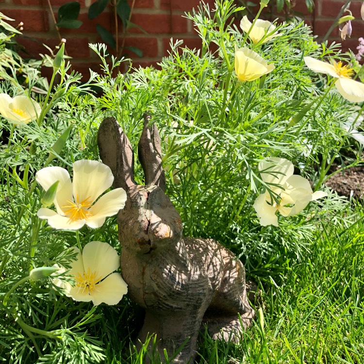 plant image 1357835