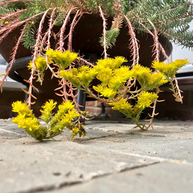 Plant image Sedum Sexangulare