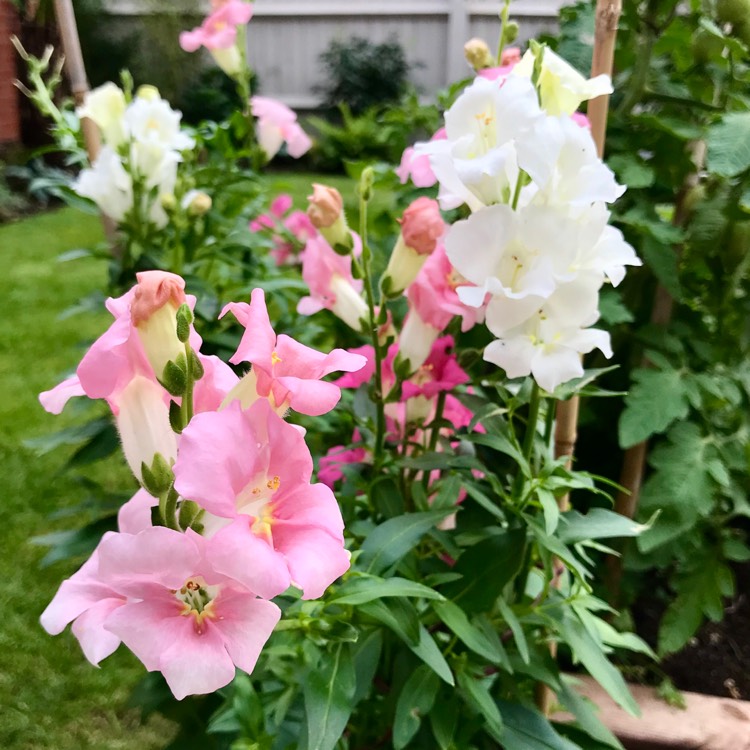plant image 1383830