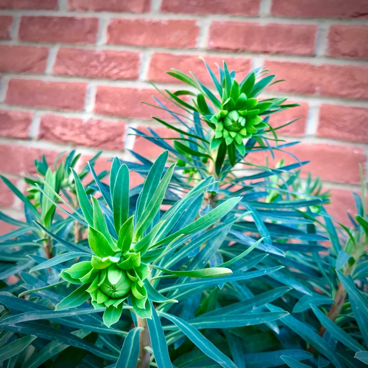 Plant image Euphorbia characias 'Black Pearl'