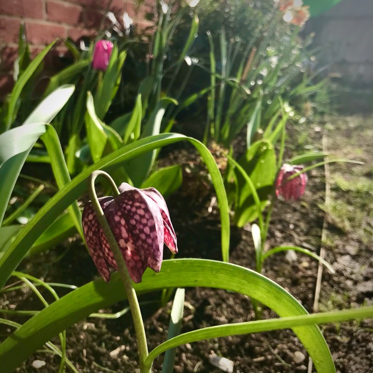 plant image 1458991