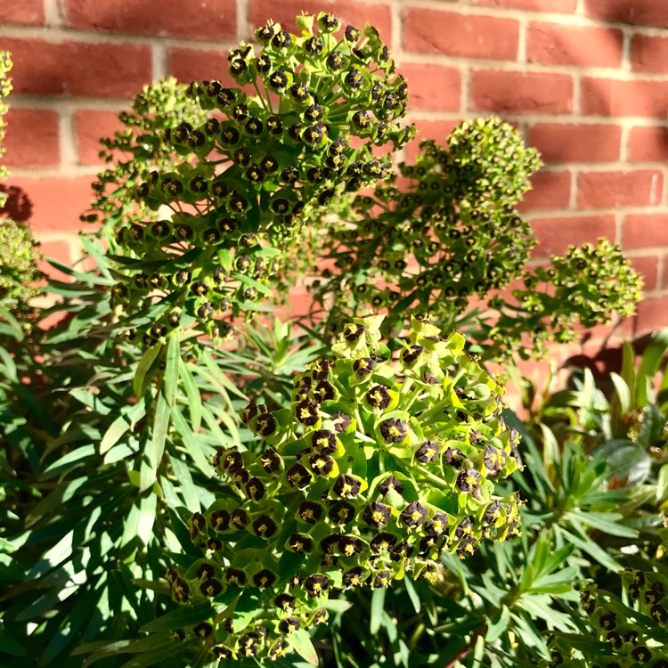 Plant image Euphorbia characias 'Black Pearl'