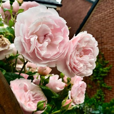 Rosa 'Ausrimini' syn. Rosa 'Strawberry Hill'
