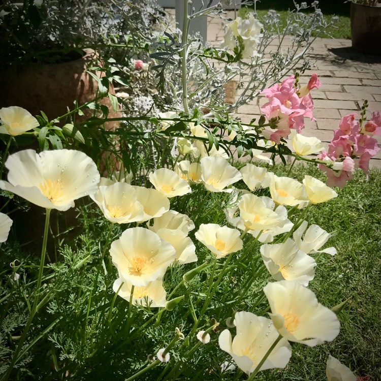 plant image 1591908