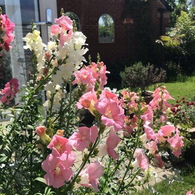 Snapdragon