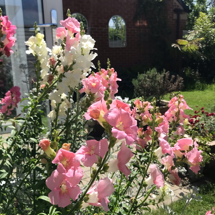 plant image 1592387