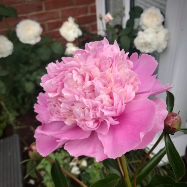 Peony