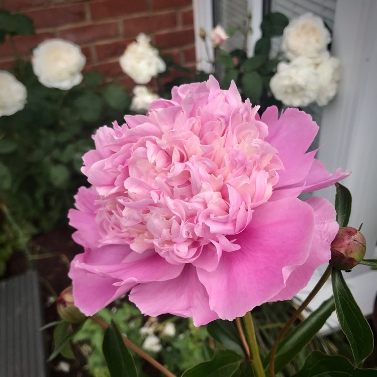 plant image 1594666