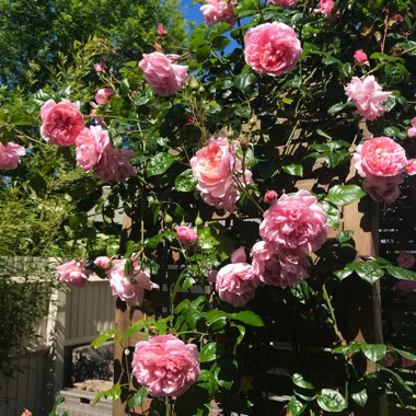 Rose 'Strawberry Hill' (Shrub)