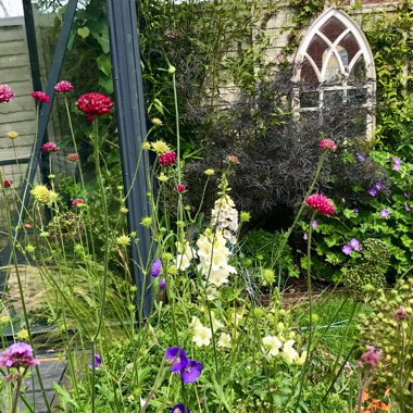 Sean's garden