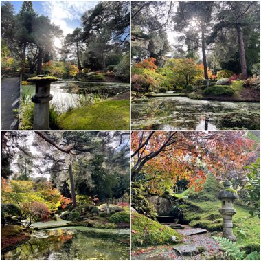 Sean's garden