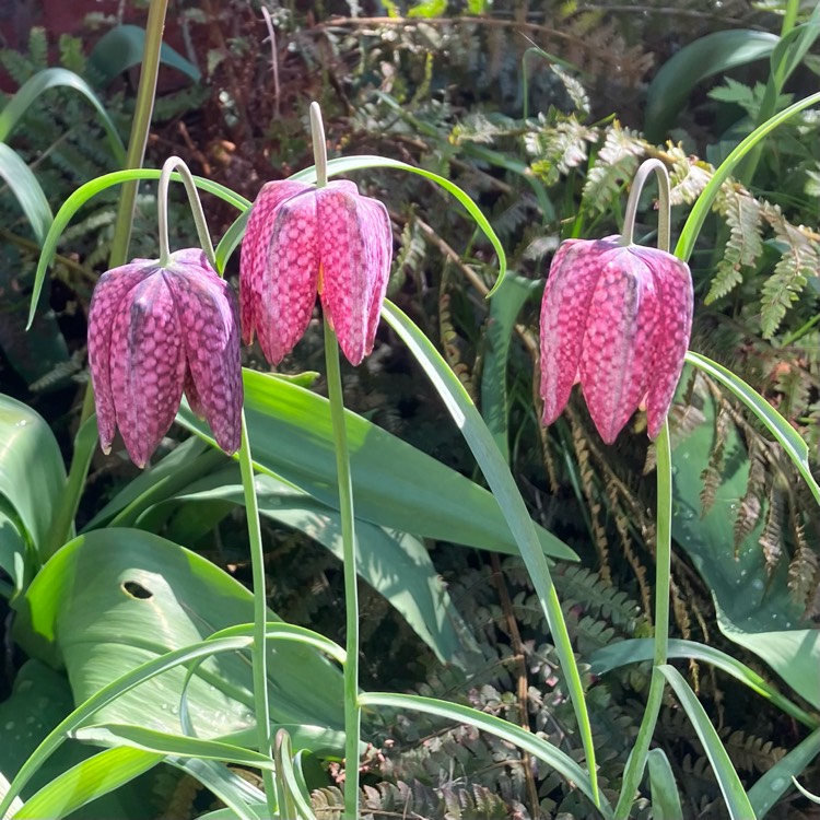 plant image 1656033