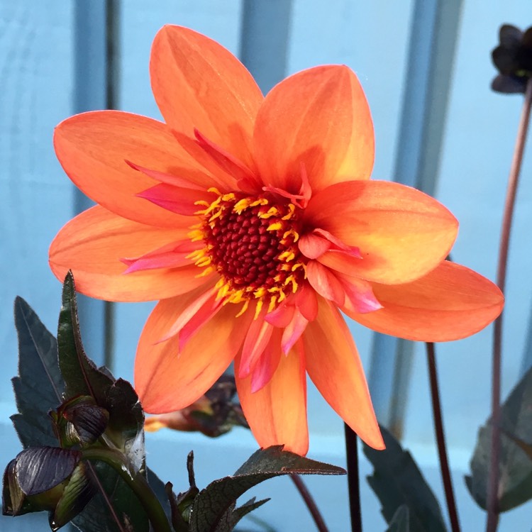 Plant image Dahlia 'Bishop of Oxford'