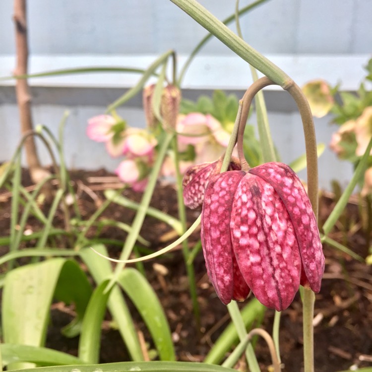 plant image 651649