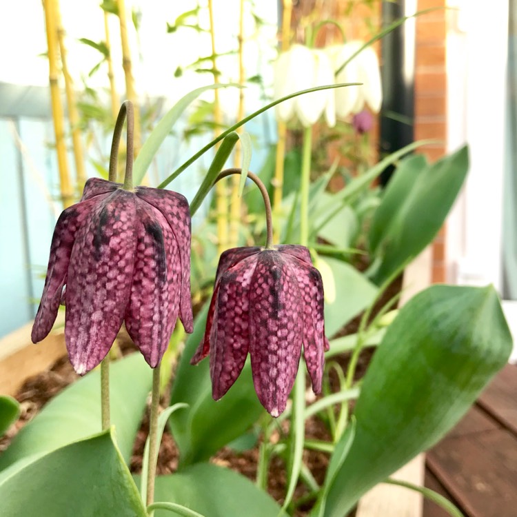 plant image 969811
