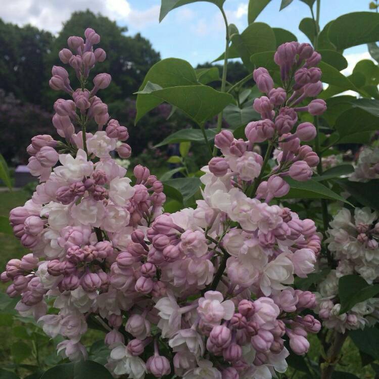 Plant image Syringa vulgaris 'Krasavitsa Moskvy' syn. Syringa vulgaris 'Beauty Of Moscow'