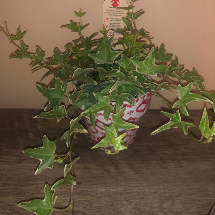 Plant image Hedera helix 'Adam'