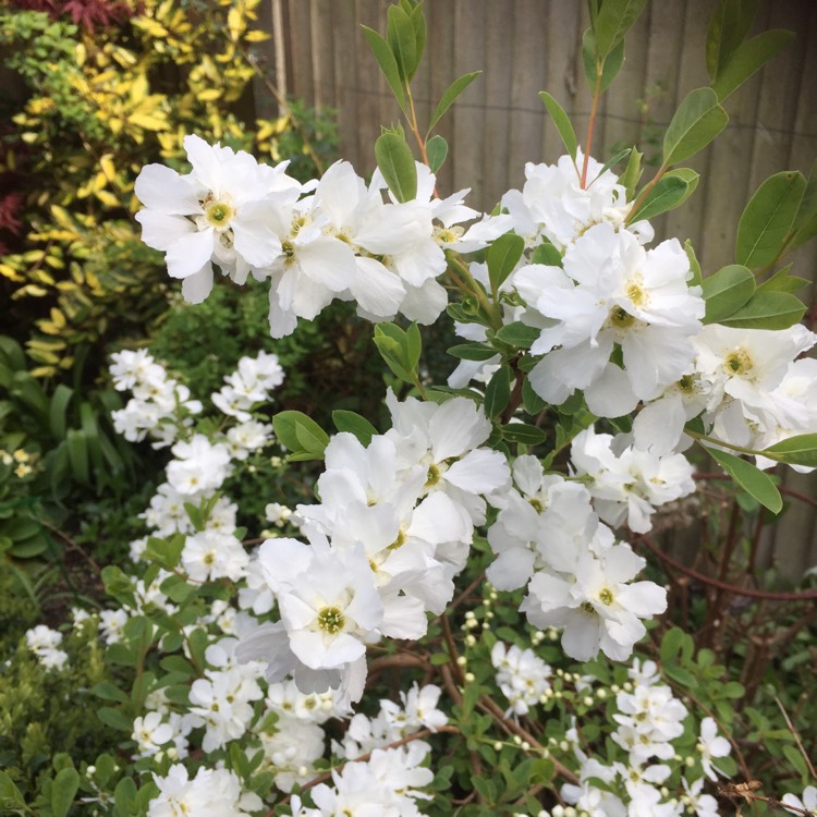Plant image Exochorda Serratifolia 'Snow White'