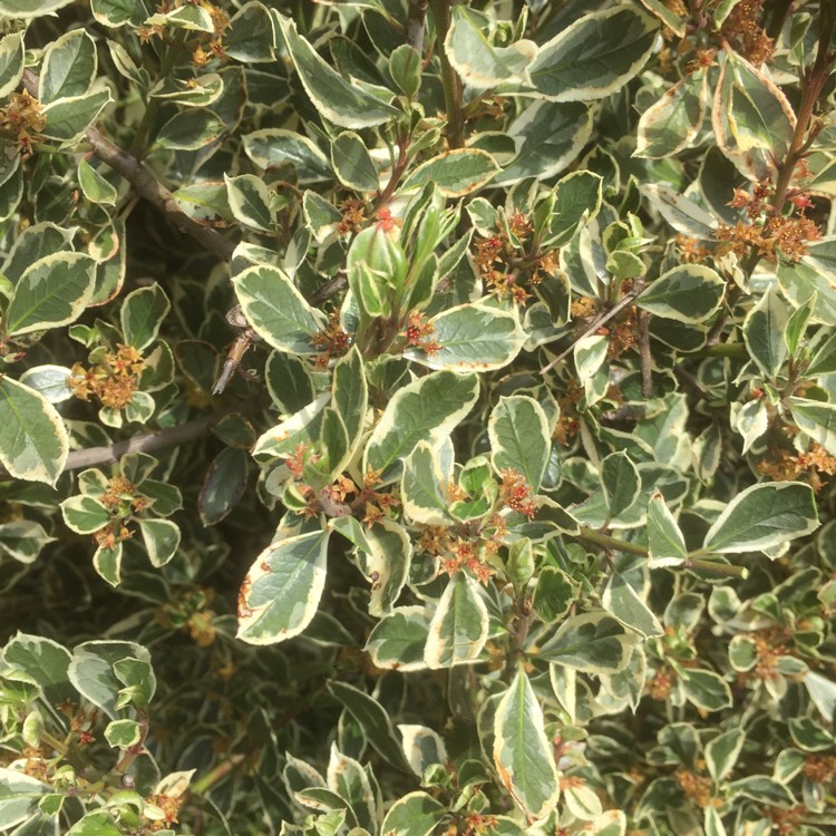 Plant image Pittosporum tenuifolium 'Variegatum'