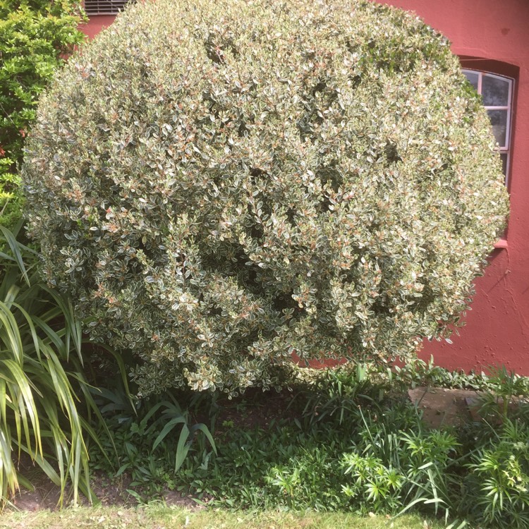 plant image 370155