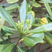Japanese Pittosporum 'Miss Muffet'