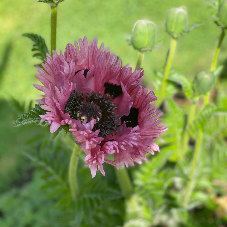 Plant image Papaver orientale 'Patty's Plum'